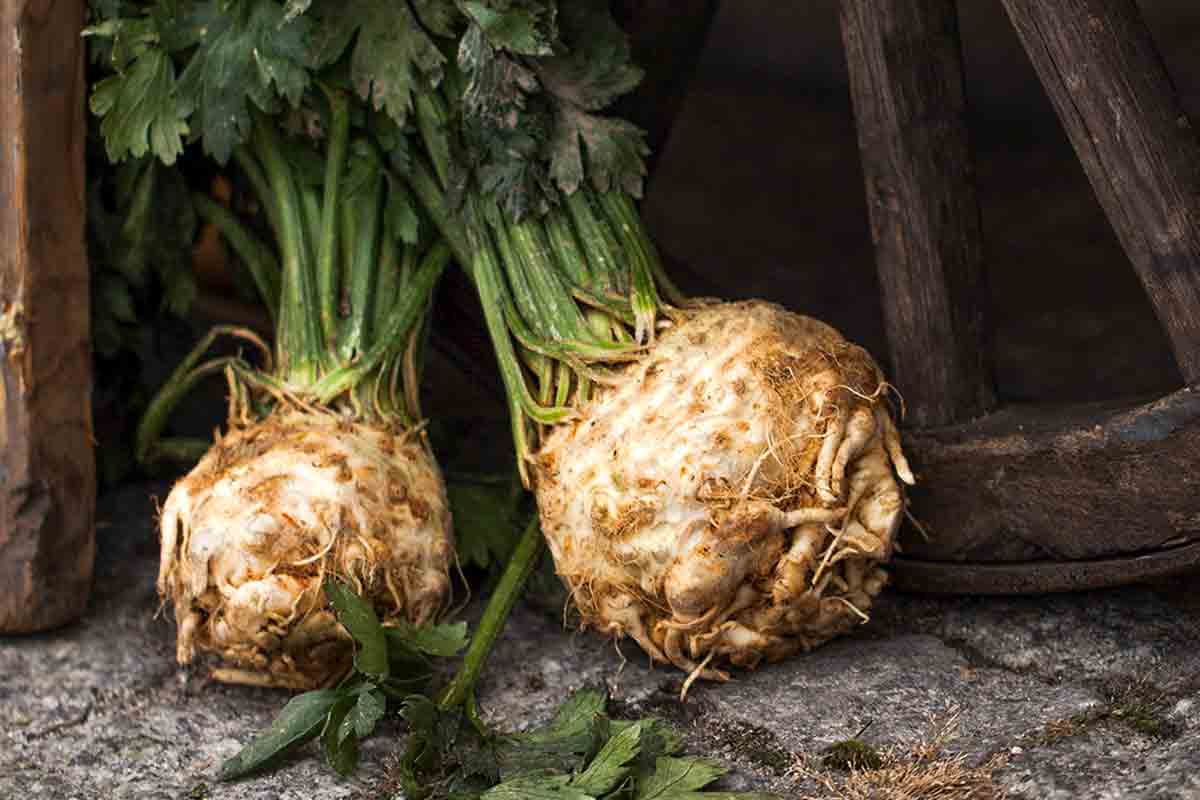 What is Celery Root? Leite's Culinaria