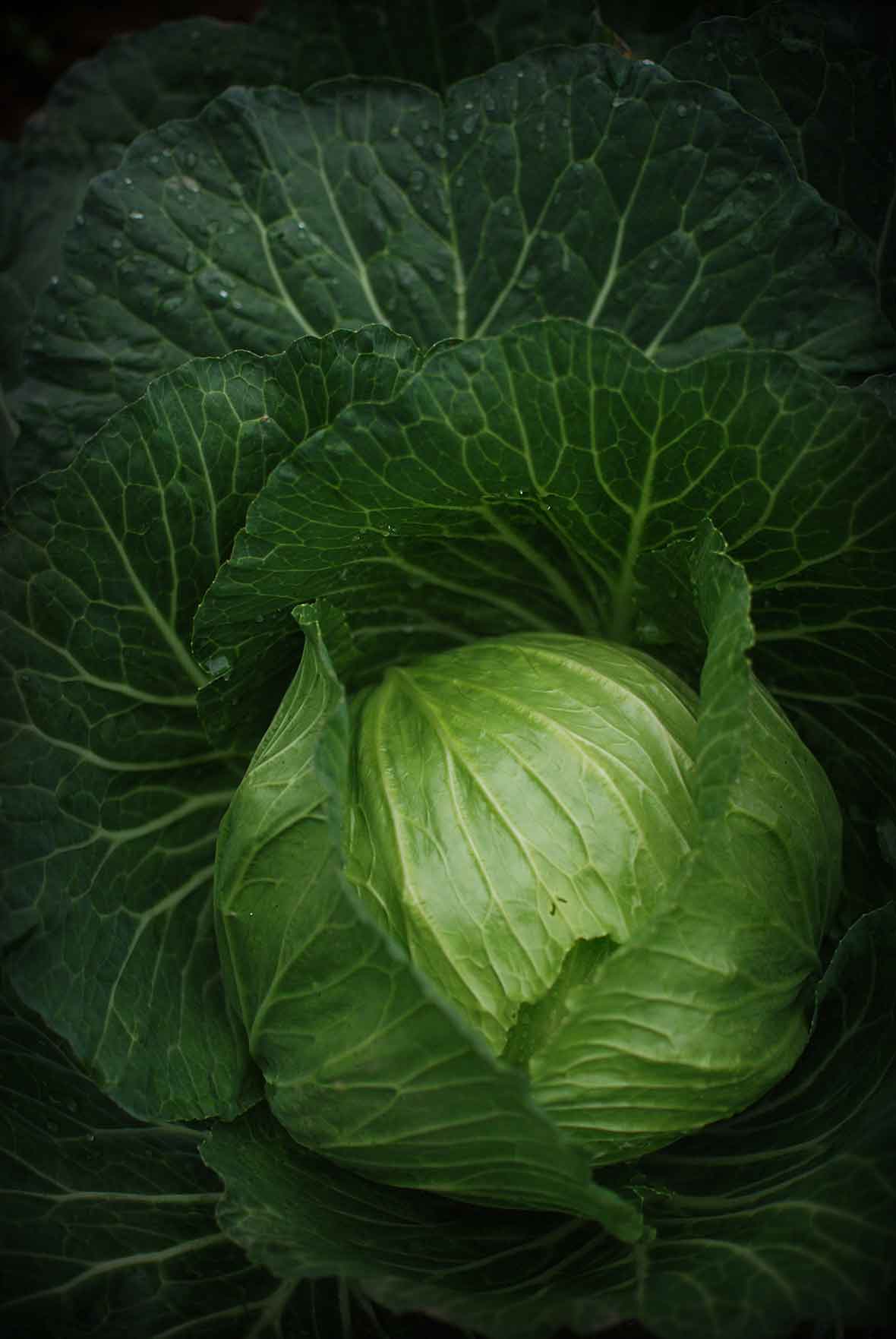 Cabbage