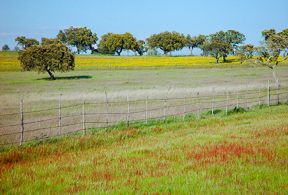 Alentejo Meadow