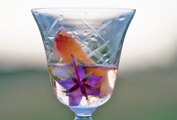 Campari Cocktail
