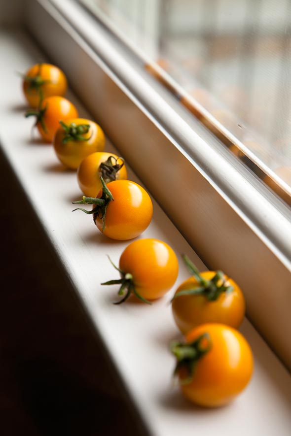 Sun Gold Tomatoes