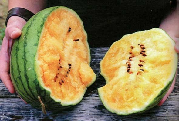 A person holding a whole watermelon that has been torn open