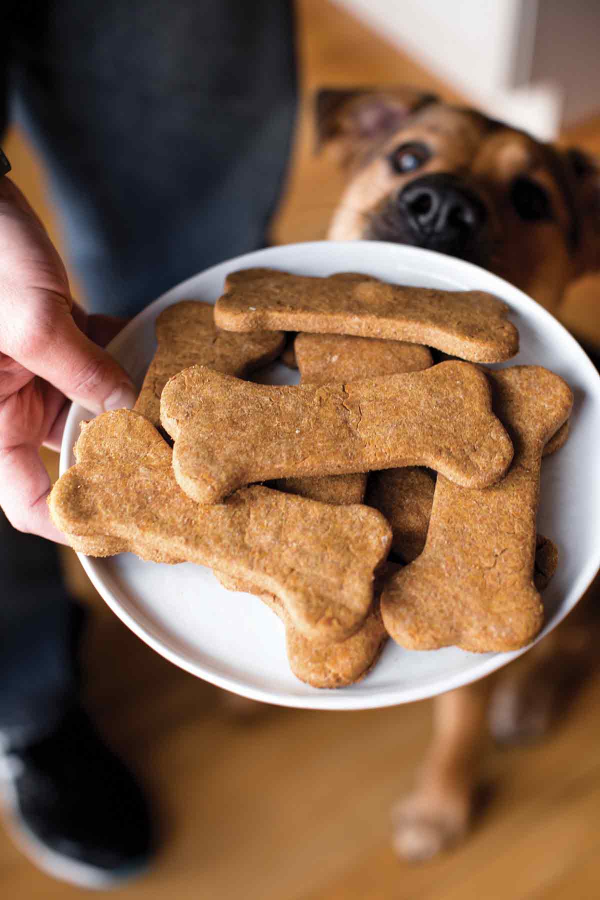 baking dog cookies