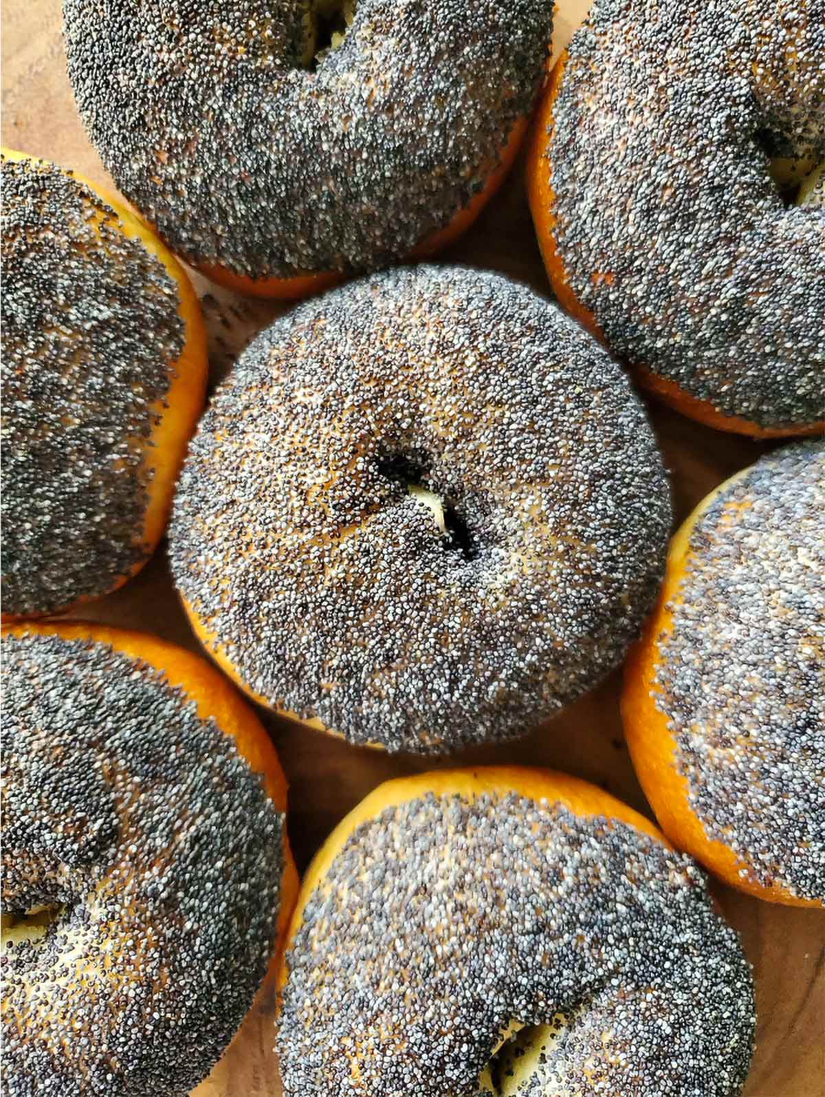 Seven sourdough bagels topped with poppy seeds.