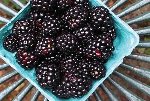Blackberries