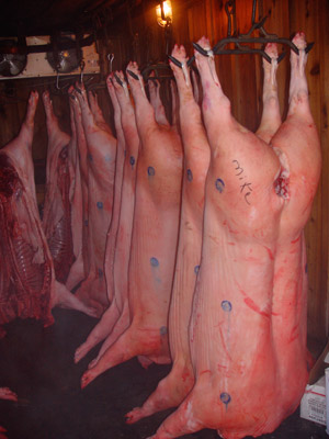 Hanging Hogs
