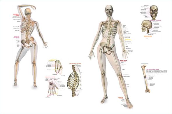 Human Body
